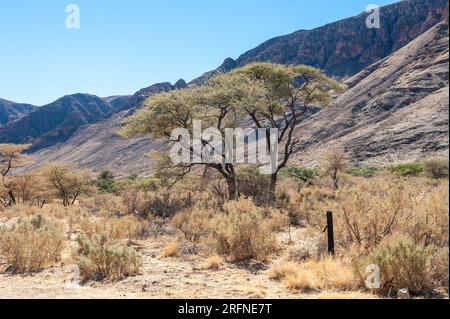 Landschaftsaufnahme der Namibischen Wüste zwischen Windhoek und Sesriem Stockfoto