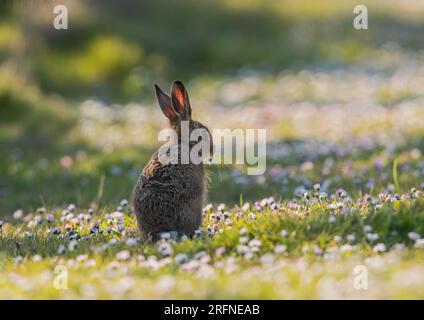 Gefangen auf frischer Tat. Die süßeste Aufnahme eines jungen Brown Hare Leveret in den Gänseblümchen. Er hat tatsächlich eine Gänseblümchen-Suffolk in Großbritannien erwischt. Stockfoto