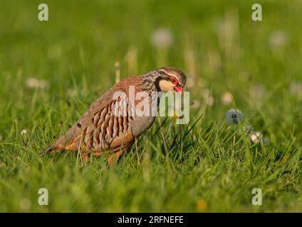 Nahaufnahme eines französischen oder roten Rebhuhns ( Alectoris rufa) auf einer Wiese mit Löwenzahnuhren. Suffolk, Großbritannien Stockfoto