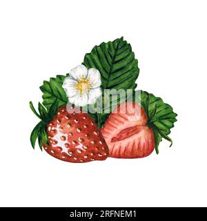 Reife und saftige Erdbeeren mit grünen Blättern und einer Blume isoliert auf weißem Hintergrund, handgemalte Aquarellzeichnung. Für Postkarten, Textilien Stockfoto
