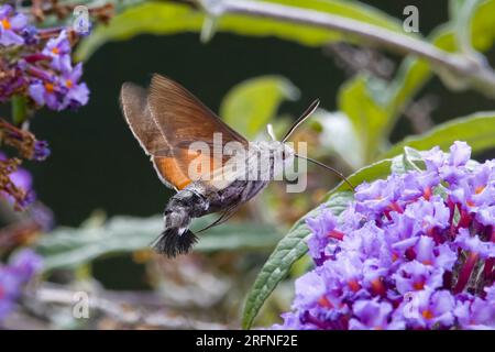 Kolibri-Falken-Motte, die sich von der Buddleia ernährt Stockfoto