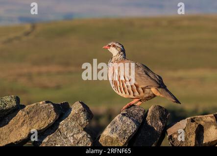 Ein französisches Rotbein-Rebhuhn auf einer trockenen Steinmauer vor dem Hintergrund des Yorkshire Moors Yorkshire UK Stockfoto