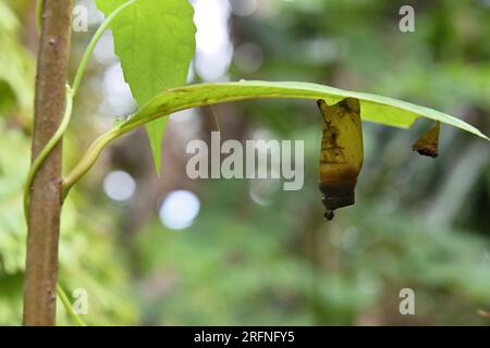 Ein toter, verwöhnter Green Jay Butterfly's Chrysalis, der unter einem Blatt hängt. Eine kleine Fliege unter der Chrysalis. Stockfoto