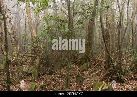 Nebeliger Wald an einem Wintertag in Sao Francisco de Paula, Rio Grande do Sul - Brasilien Stockfoto