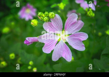 Rosa Moschusblume, Malva moschata, Blume aus nächster Nähe mit Regentropfen und einem verschwommenen Hintergrund aus Blättern und Blumen. Stockfoto