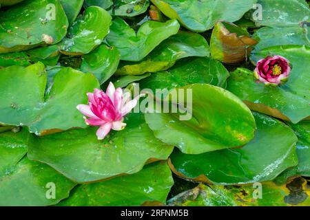 Sanfte rosafarbene Blume inmitten der grünen Blätter von Wasserlilien Stockfoto