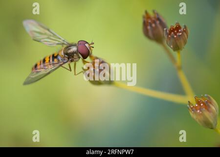 Marmelade-Hoverfly (Episyrphus balteatus), Perth, Perthshire, Schottland, Vereinigtes Königreich. Stockfoto