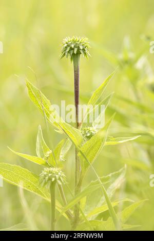 Eine Knospe, Echinacea, die an einem Sommertag auf einer Prärie in Iowa blüht. Stockfoto