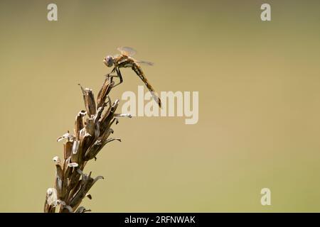 Varigated Meadowhawk, Sympetrum corruptum, Libelle in Ruhe auf einer trockenen braunen Pflanze an einem Sommertag in Iowa, isoliert auf hellbraunem Hintergrund. Stockfoto