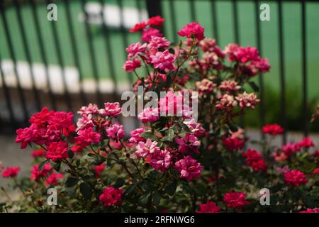 Ein Blumenstrauch vor einem Zaun. Die Blumen sind in verschiedenen Rosa-Tönen erhältlich. Stockfoto