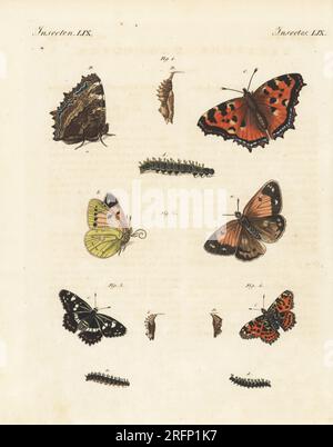 Große Schildkrötenmaus, Nymphalis Polychloros 1, blass trübe Gelb, Colias hyale 2, weißer Admiral, Limenitis camilla 3 und MAP Butterfly, Araschnia levana 4. Pupa, Raupe und Schmetterling. Handfarbene Kupferplattengravierung aus Bilderbuch fur Kinder (Bilderbuch für Kinder) von Carl Bertuch, Weimar, 1810. Eine Enzyklopädie mit 12 Bänden für Kinder, illustriert mit fast 1.200 gravierten Platten über Naturgeschichte, Wissenschaft, Kostüm, Mythologie usw., Veröffentlicht von 1790-1830. Stockfoto