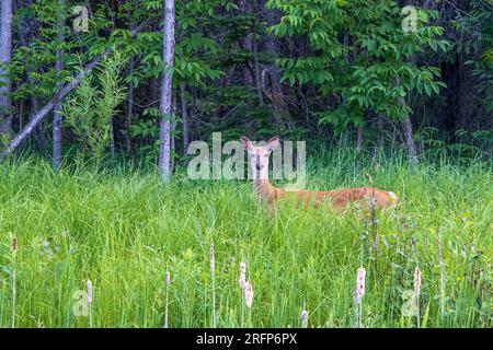 Der Weißwedelhirsch, Odocoileus virginianus, allgemein bekannt als Weißwedelhirsch und Virginia-Hirsch, sind in amerika üblich. Stockfoto