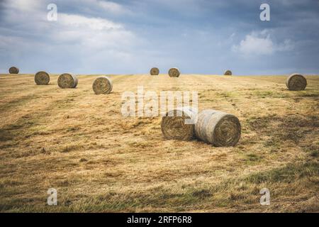 Strohballen in Feld Stockfoto
