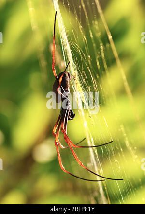 Schönheit der Natur. Eine Spinne in Makro, im Spinnennetz. Stockfoto