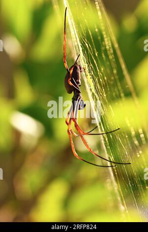 Schönheit der Natur. Eine Spinne in Makro, im Spinnennetz. Stockfoto