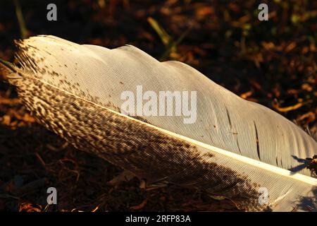 Schönheit der Natur. Eine Nahaufnahme der Feder in Makro für feine Details. Stockfoto