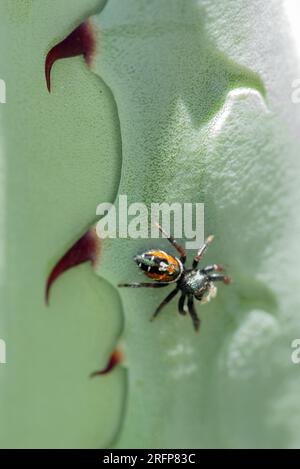 Johnson's Jumping Spider (Phidippus johnsoni) auf Agave Stockfoto