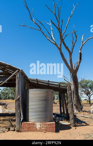 Ruinen eines alten Bauernhofschuppen mit einem Wellpanzer neben einem hohen toten Baum im Campbells Forest in Central Victoria, Australien Stockfoto