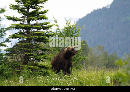 Braunbär in der Wildnis Alaskas Stockfoto
