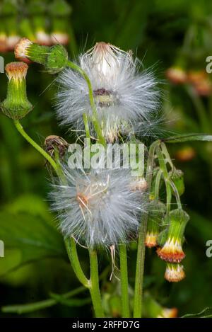 Löwenzahn, Taraxacum officinale (?), Samenköpfe und alte Blumenköpfe, Kraut, Wild, Malanda, Australien. Stockfoto