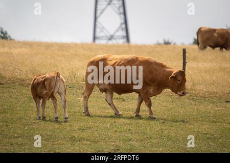 Die europäische braune Kuh mit ihrem Kalb auf der Weide im Sommer Stockfoto