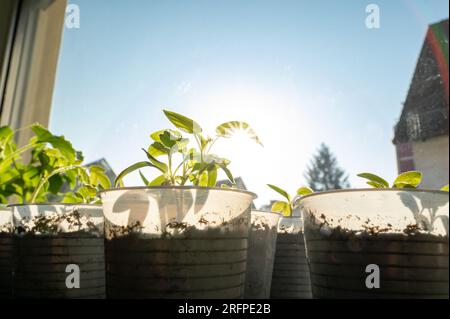 Junge Tomatensprossen auf dem Fensterbrett an einem sonnigen Tag im Frühling Stockfoto