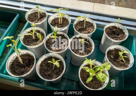 Junge Tomatensprossen auf dem Fensterbrett im Frühling Stockfoto