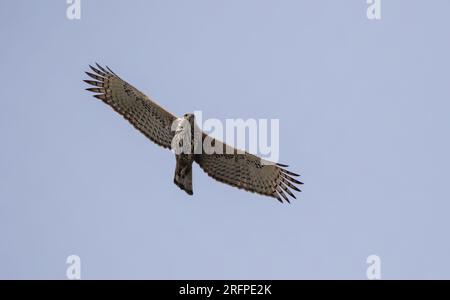 Der wechselbare Falke-Adler (Nisaetus cirrhatus) ist ein Raubvogel der Familie der Accipitridae. Stockfoto