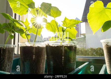 An einem sonnigen Frühlingstag Pflanzen Gurken auf dem Fensterbrett Stockfoto