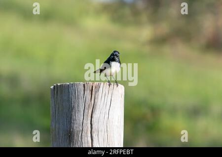 Gesprächiger Willy Wagtail (Rhipidura-Leukophrys) auf einem Zaunpfahl Stockfoto