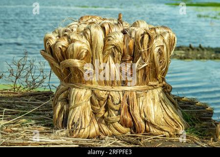 Jute ist eine natürliche pflanzliche Bastfaser, die aus der Rinde der Jutepflanze gewonnen wird. Jute ist wegen seines goldenen Colo als „Goldene Faser“ bekannt Stockfoto