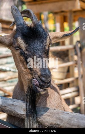 Eine Ziege mit Hörnern schaut durch einen Holzzaun und bettelt um Essen. Stockfoto