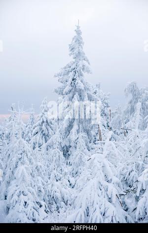 Winterlandschaft mit Bäumen, Eisfrost und Schnee an einem bedeckten Tag in den Ore Mountains. Stockfoto