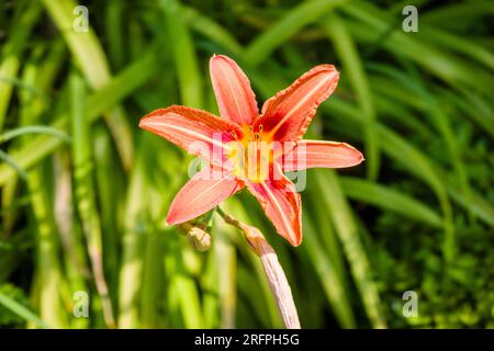 Nahaufnahme einer Orangenlilie, die draußen blüht. Stockfoto