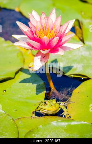 Ein essbarer Frosch (Pelophylax esculentus), der zwischen den Blättern einer blühenden roten Wasserlilie (Nymphaea rubra) sitzt. Stockfoto