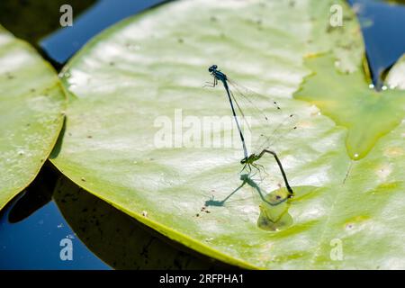 Hufeisendamselfliege im Paarungsrad (Coenagrion puella). Stockfoto