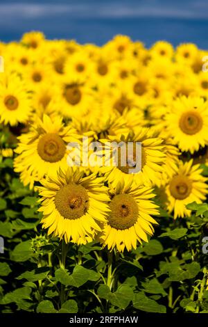 Blüten gewöhnlicher Sonnenblumen (Helianthus annuus) auf einem ganzen Sonnenblumenfeld. Stockfoto