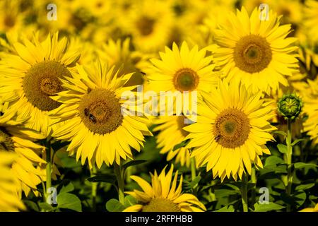 Blüten gewöhnlicher Sonnenblumen (Helianthus annuus) auf einem ganzen Sonnenblumenfeld. Stockfoto