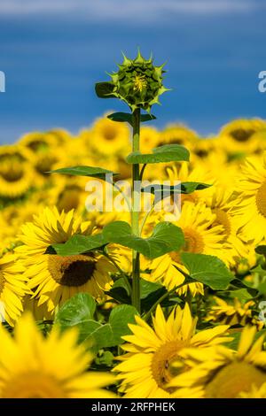 Eine immer noch nicht blühende gewöhnliche Sonnenblume (Helianthus annuus) steht aus einem ganzen Sonnenblumenfeld. Stockfoto