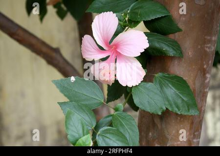 Hellrosa Chinesischer Hibiskus (Hibiscus rosa sinensis) Blüte mit grünem Laub: (Pix Sanjiv Shukla) Stockfoto