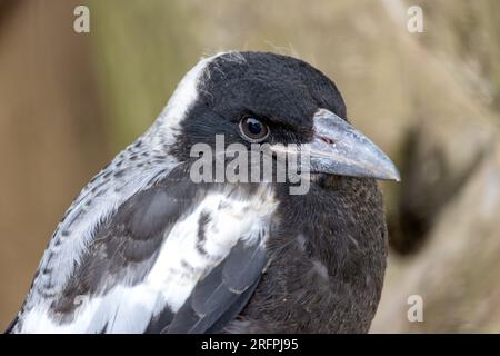 Die australische Elster, Gymnorhina tibicen Stockfoto