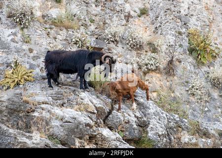 Bergziegen auf steilen Klippen oder Steinmauern. Stockfoto