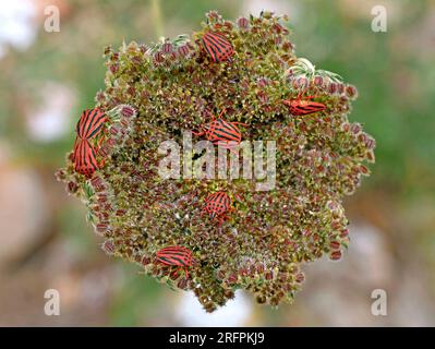 Eine Gruppe roter Käfer oder Minstrel, Graphosoma lineatum, auf einer wilden Karottenpflanze, Daucus carota Stockfoto