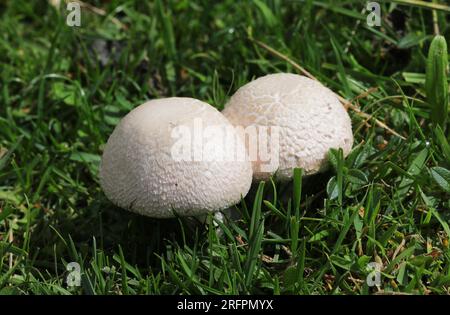 Agaricus campestris - Ackerpilze Stockfoto