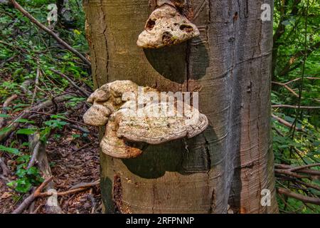Fomes fomentarius allgemein bekannt als der Zinnpilz im Wald Serbiens Stockfoto
