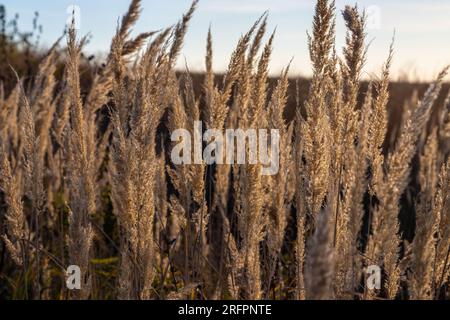 Trockene Grasblumen im Himmelshintergrund. Nahaufnahme von Grasstämmen gegen den Himmel. Ruhiger und natürlicher Hintergrund. Weich ausgewählter Fokus. Stockfoto