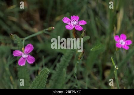 Detaillierte Nahaufnahme der leuchtend violetten Blüten einer Nelkenblume, Dianthus deltoides Stockfoto