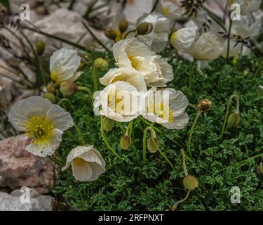 Weißer Alpenmohn, Gran Sasso und Monti della Laga Nationalpark Abruzzen Stockfoto