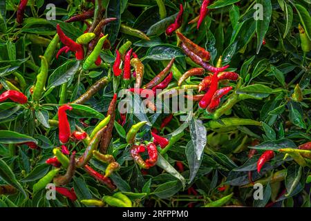 Grüner und roter bitterer Pfeffer auf einem Busch. Bittere Pfefferernte. Heiße Chili-Pfeffer Stockfoto