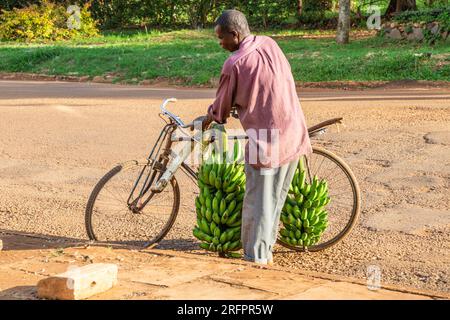 Mann, der sein Fahrrad mit Bananenstäcken beladen hat, die auf dem Markt in Jinja, Uganda, gekauft wurden Stockfoto